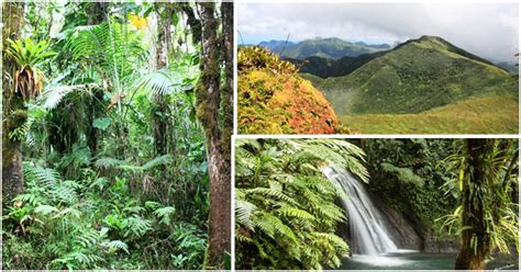 While the highlight of any trip to guadeloupe is the beaches, you may be surprised by the national park. Guadeloupe National Park - Guadeloupe Travel - Afroculture.net