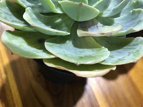 If the plant's foliage turns yellow, it might have pests or sunburn. The bottom leaves of my Echeveria is turning yellow. What ...