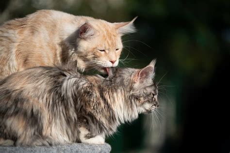 Grooming Maine Coon Cat In Nature Stock Image Image Of Licking
