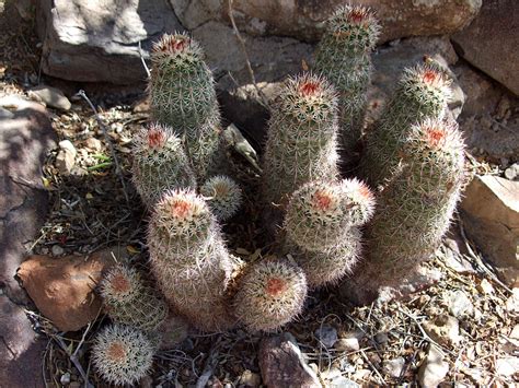 Cluster Of Echinocereus Bonkerae Agave And Cacti At The Arizona Sonora