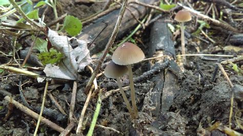 Michigan Psychedelic Mushrooms All Mushroom Info