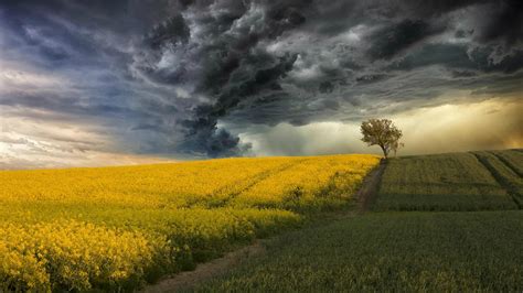 Blossoming Field On A Background Of A Thunderstorm Wallpapers And