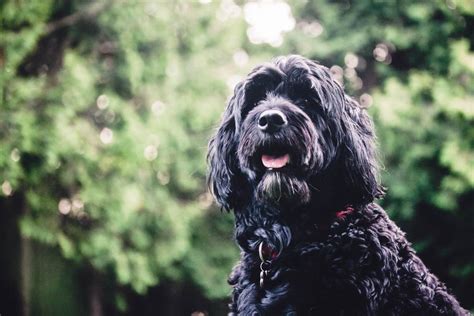 Maybe you would like to learn more about one of these? How Much Does a Portuguese Water Dog Cost? Puppy Prices