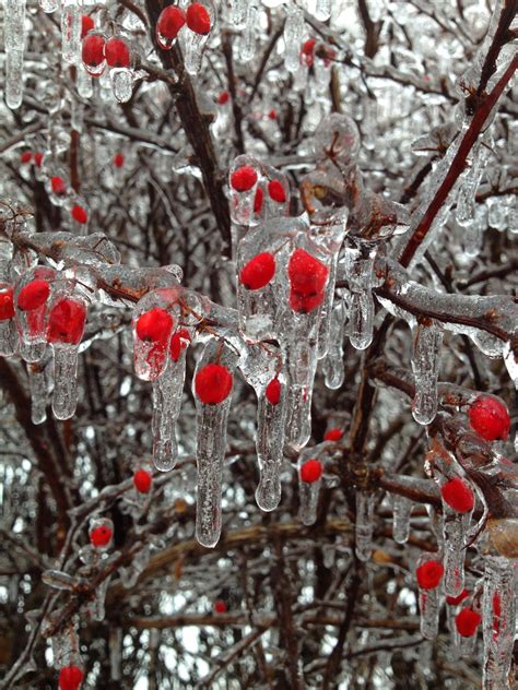 Maybe you would like to learn more about one of these? Free Images : tree, branch, snow, cold, winter, berry ...