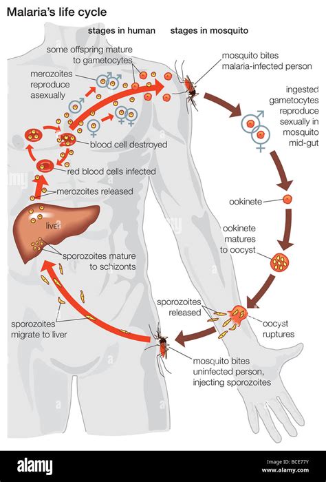 Der Lebenszyklus Eines Malaria Parasiten Vom Zeitpunkt Innerhalb Des