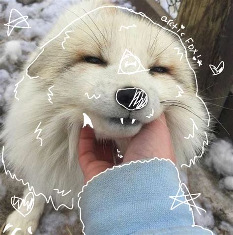 Arctic fox therian PFP!🐾💞 in 2024 | Arctic fox, Cute small animals