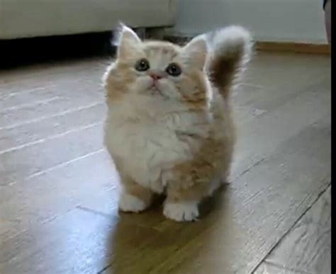 The 25 Best Munchkin Kitten Ideas On Pinterest Munchkin