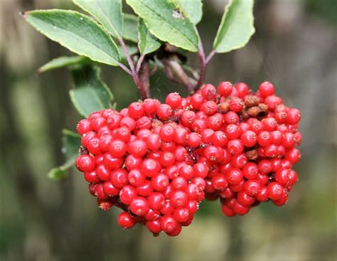 100 RED ELDERBERRY Sambucus Racemosa Scarlet Mountain Elder Bunchberry ...