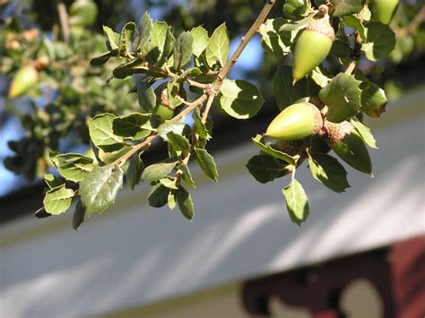 Coast Live Oak Medium Tree Seedling