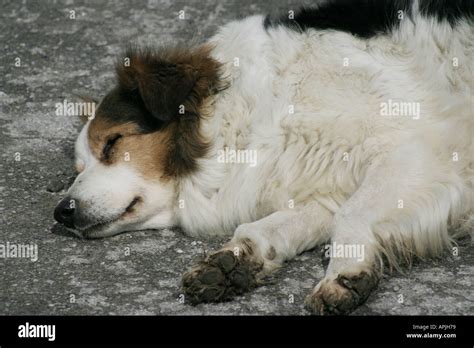 Worn Out Dog Hi Res Stock Photography And Images Alamy