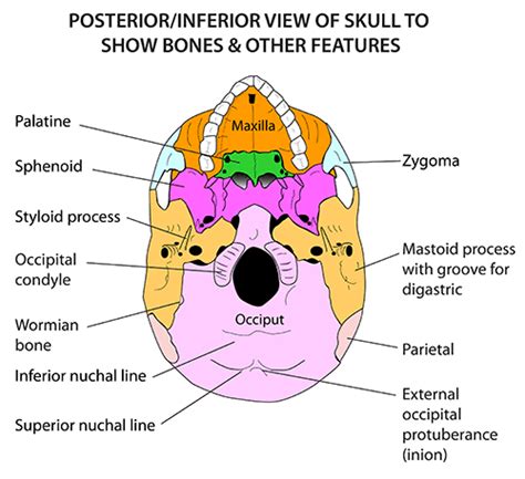 Instant Anatomy Head And Neck Areasorgans Skull Posterior View