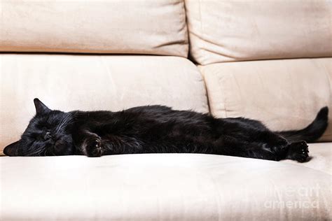 Black Cat Sleeping