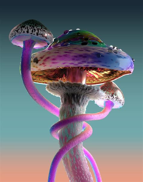 ZA WA DA — Rare Mushrooms
