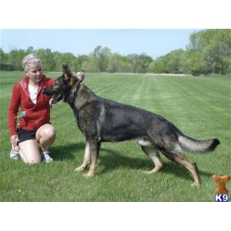 German shepherd rescue of central texas strives to save german shepherds and german shepherd mixes from neglect, abuse, and premature death. German Shepherd Dog (GSD, Alsatian) breeders in Texas ...