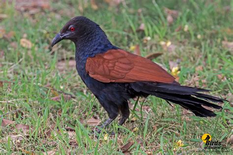 Greater Coucal Centropus Sinensis Birds Of Gujarat