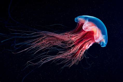 See Iridescent Jellyfish And Glowing Wonders Of The Sea In World Oceans
