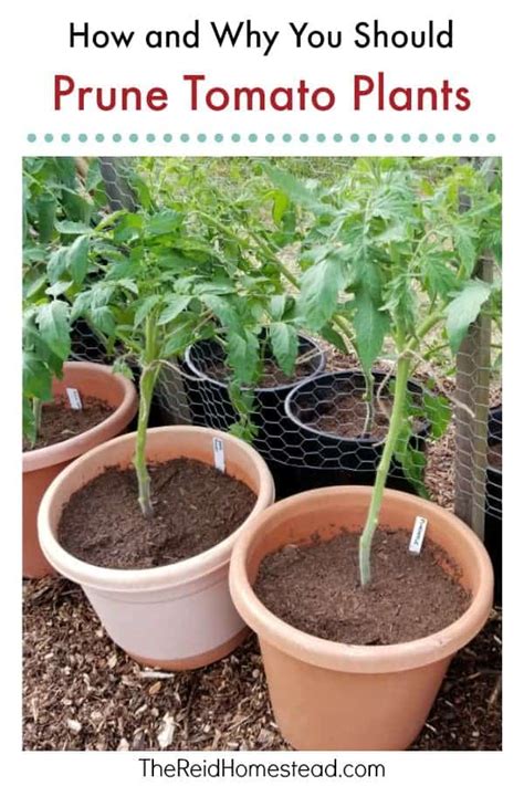 Should I Prune A Cherry Tomato Plant Cromalinsupport