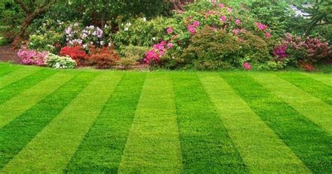 Want A Low Maintenance Grass Lawn Try These Grass Seeds Blog