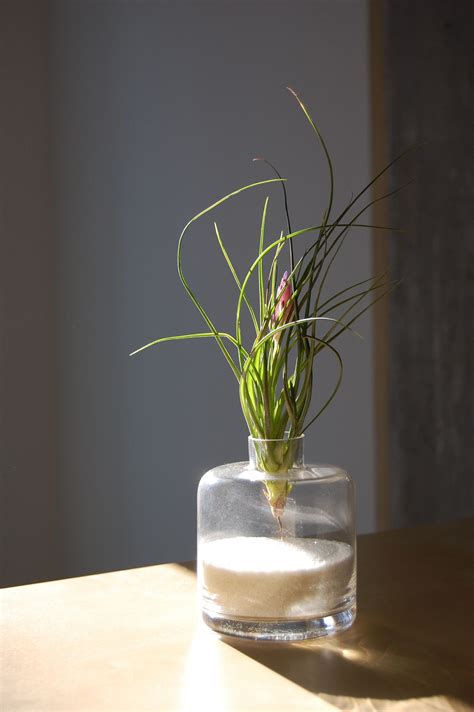 The soil cannot be light and airy, or it won't provide good support for the structure of the plant. Air Plant Light Requirements by Christian C. | Plant ...
