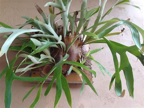 They typically grow under the canopies of trees which provide light shade. Staghorn Fern - Oh The Places You'll Grow