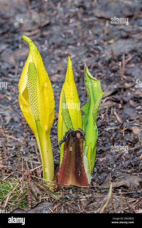 Western Skunk Cabbage plant in flower in Valdez, Alaska, USA Stock