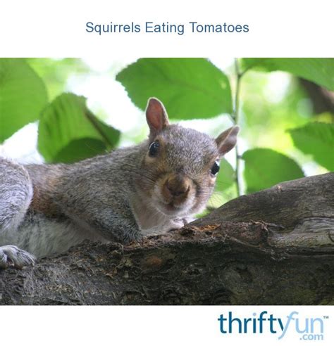 Squirrels Eating Tomatoes Thriftyfun