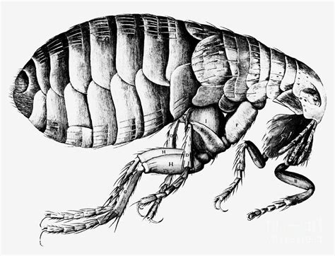 Flea, Robert Hooke Drawing Photograph by Science Source | Pixels