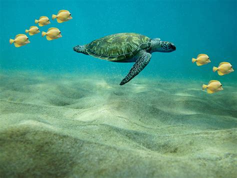 300 Free Tartarugas Marinhas And Sea Turtle Images Pixabay