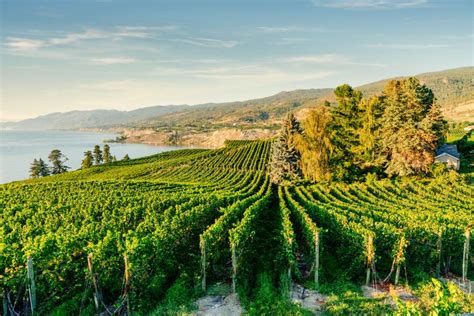 Okanagan Valley Vineyards Near Penticton British Columbia Canada