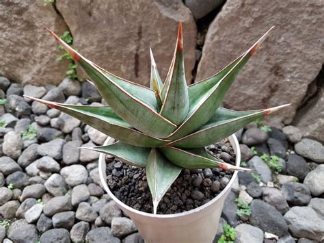 30+ Gambar Tanaman Hias Daun Lidah Mertua yang Mantul ...