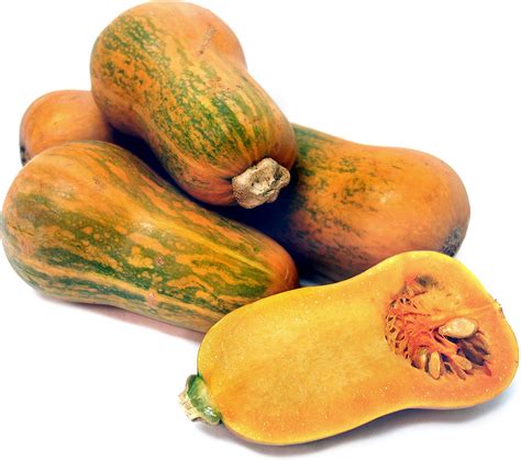Puree butternut squash in a food processor or blender until smooth. Baby Butternut Squash Information, Recipes and Facts