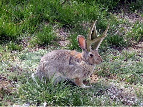 The jackalope, just like its hairy cousin bigfoot, has become something of an american institution. MovinSue: Douglas, Wyoming-Home of the Jackalope