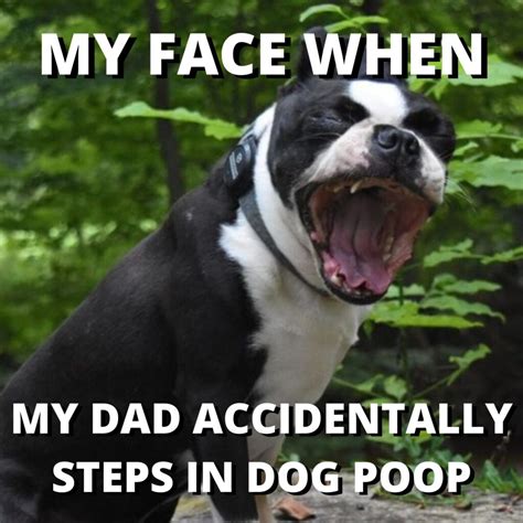 Camperdown Funny Dog Poop Meme