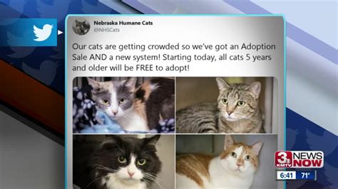 Humane Society giving away cats to help with overcrowding