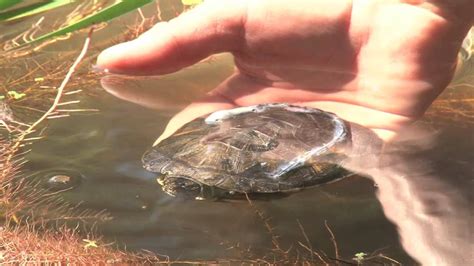 Pond Turtles Released Into The Wild Turtle Pond Turtle Freshwater Turtles