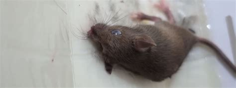 Nexgard for dogs kills fleas and ticks in 24 hours and continues to kill for up to 30 days. How long does it take to remove mice in a building?