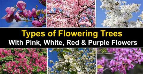 Types Of Flowering Trees With Pictures For Easy Identification