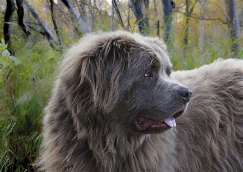 Newfoundland Dog Complete Guide And Top Facts Animal Corner