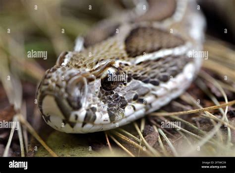 Russells Viper Daboia Russelii Closeupvenomous Snake Living In