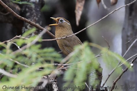 Chinese Hwamei Melodious Laughing Thrush