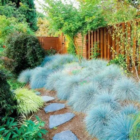 100pcs Blue Fescue Grass Bonsai Perennial Hardy Ornamental Grass Plants