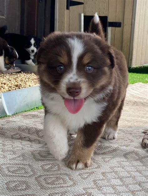 Sage And Enzo Toy Aussie Puppies And Mini Aussie Puppies For Sale Sold