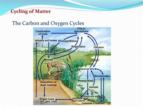 Ppt Cycles Of Matter Powerpoint Presentation Free Download Id2863072