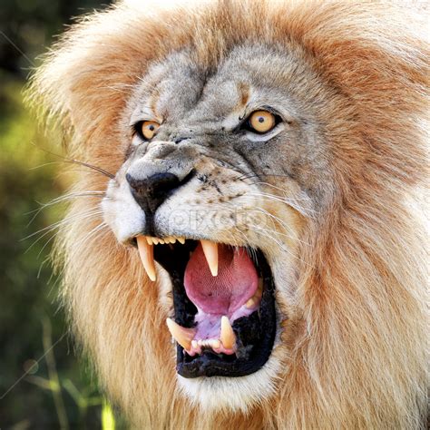 Top 999 Angry Lion Images Amazing Collection Angry Lion Images Full 4k
