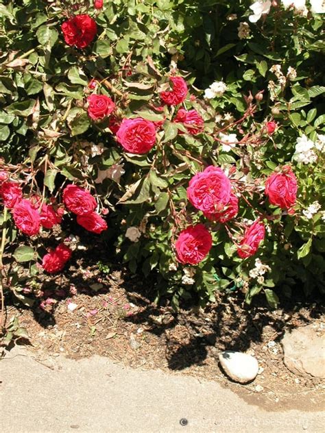 Rosemary Rose Rogue Valley Roses