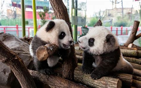 Nés Au Zoo De Berlin Deux Bébés Pandas Font Leur Première Apparition