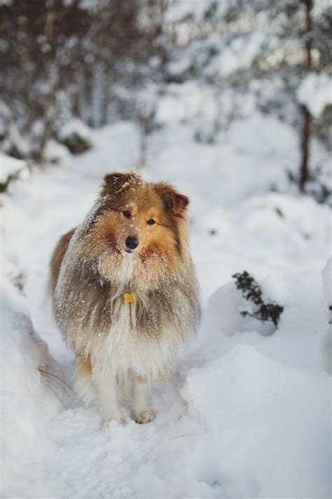 Fun In The Snow Sheltie Love Pet Shetland Sheepdog