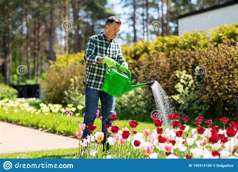 Middle Aged Man Watering Flowers At Garden Stock Photo Image Of