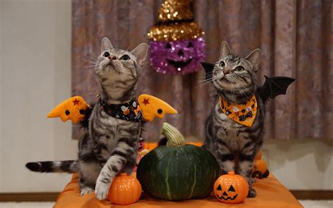 Halloween Cute Animal Wallpapers - Wallpaper Cave