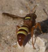 Brown Wasp Photos